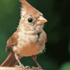 Juvenile Cardinals Birds Diamond Painting