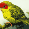 Kakariki Parrots Diamond Painting