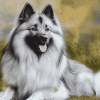 Keeshond Hound Diamond Painting