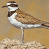 Killdeer Bird Diamond Painting