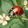 Ladybird Insect Bliss Diamond Painting