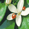 Ladybug on Orange Blossom Diamond Painting