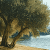 Lake and Olive Trees Diamond Painting