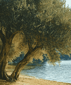 Lake and Olive Trees Diamond Painting