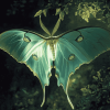 Luna Moth Butterfly Diamond Painting