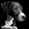 Lurcher Black and White Diamond Painting