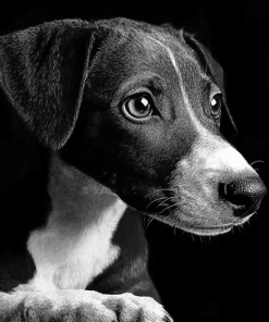 Lurcher Black and White Diamond Painting