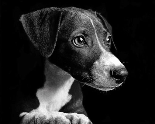 Lurcher Black and White Diamond Painting