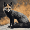 Melanistic Fox Wildlife Diamond Painting