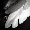 Monochrome Bird Feathers Diamond Painting