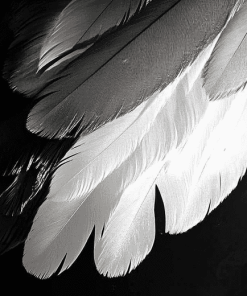 Monochrome Bird Feathers Diamond Painting