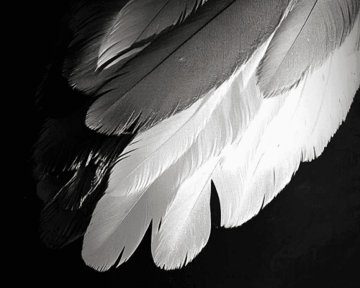 Monochrome Bird Feathers Diamond Painting