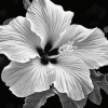 Monochrome Hibiscus Blossoms Diamond Painting