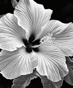 Monochrome Hibiscus Blossoms Diamond Painting