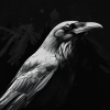 Monochrome Raven Diamond Painting