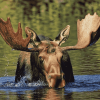 Moose by Water Diamond Painting