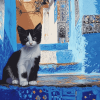 Moroccan Cat Views Diamond Painting