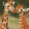 Mother Giraffe Wildlife Diamond Painting