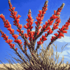 Ocotillo Blossoming Plant Diamond Painting