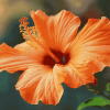 Orange Blossom Hibiscus Diamond Painting