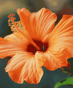 Orange Blossom Hibiscus Diamond Painting