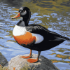 Paradise Shelduck Bird Diamond Painting