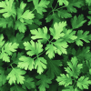 Parsley Plant Diamond Painting