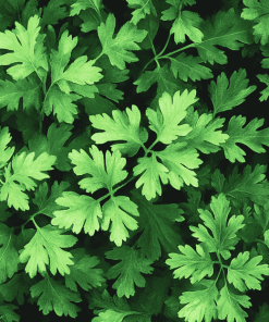 Parsley Plant Diamond Painting