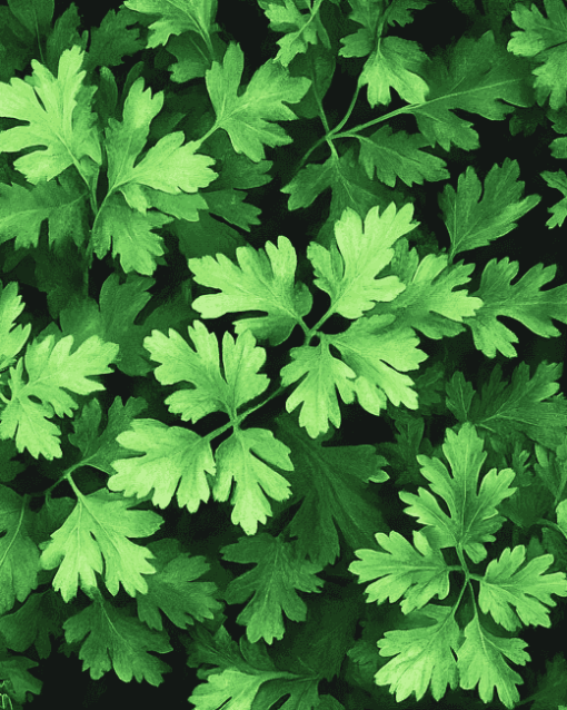 Parsley Plant Diamond Painting