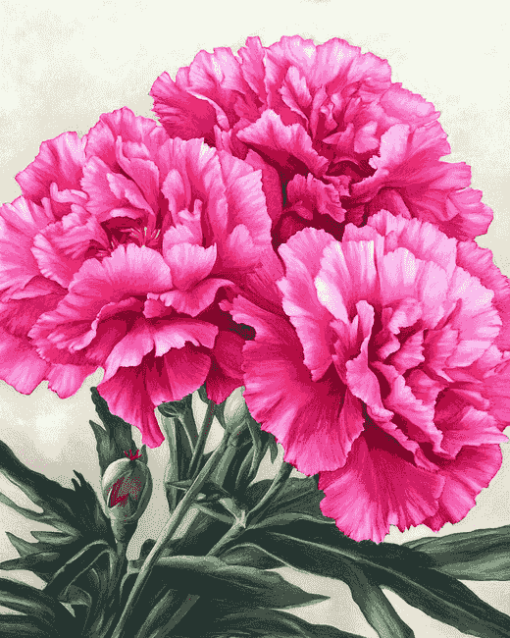 Pink Carnation Blooms Diamond Painting