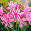 Pink Nerine Blossoms Diamond Painting