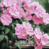 Pink Roses Bloom Diamond Painting