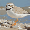 Piping Plover Birds Diamond Painting