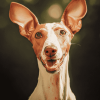 Podenco Puppy Charm Diamond Painting