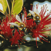 Pohutukawa Blossom with Bees Diamond Painting