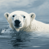 Polar Bear Swimming Diamond Painting