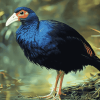 Pukeko Bird Artistry Diamond Painting