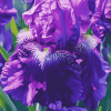 Purple Bearded Iris Flower Diamond Painting