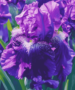 Purple Bearded Iris Flower Diamond Painting