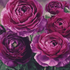 Purple Floral Blossoms Diamond Painting