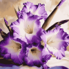 Purple Gladiolus Blossoms Diamond Painting