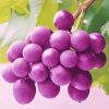 Purple Grapes Diamond Painting