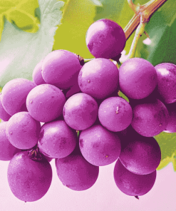 Purple Grapes Diamond Painting