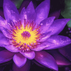 Purple Lotus Blossoms Diamond Painting