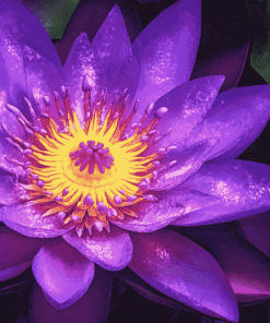 Purple Lotus Blossoms Diamond Painting