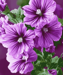 Purple Mallow Blossoms Diamond Painting