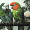 Quaker Parrot Birds Diamond Painting