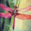 Red Dragonfly Insect Diamond Painting