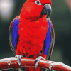 Red Eclectus Colorful Birds Diamond Painting