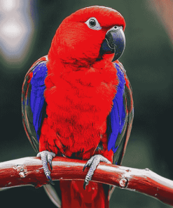 Red Eclectus Colorful Birds Diamond Painting